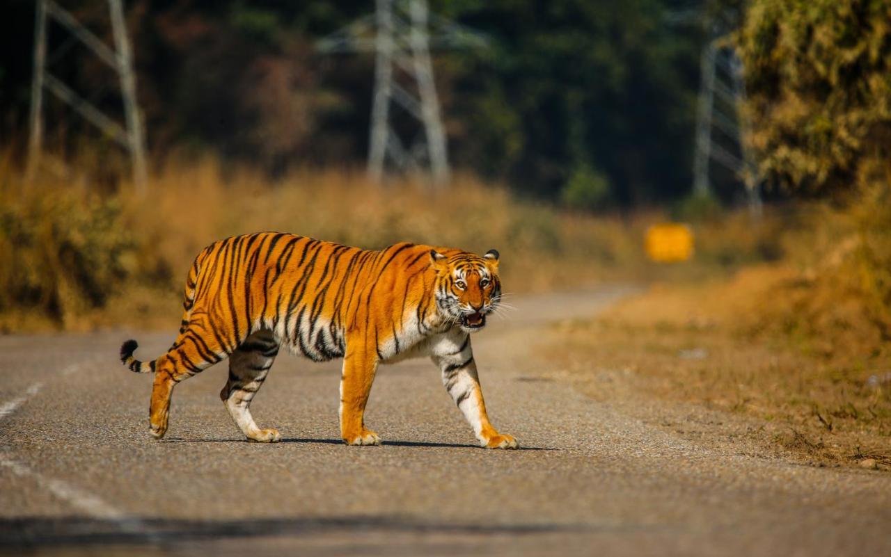 Hotel Wild Planet Eco Retreat Bardiya Exterior foto